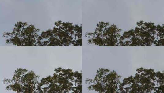 秋天的树高清在线视频素材下载