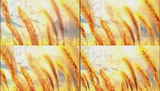 沸腾的黄土地2小麦丰收黄土地麦田麦穗背景高清在线视频素材下载
