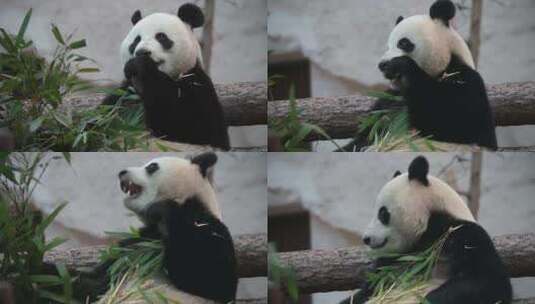 熊猫大熊猫吃竹子高清在线视频素材下载