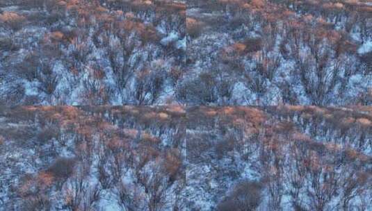 航拍雪原灌木丛夕照高清在线视频素材下载