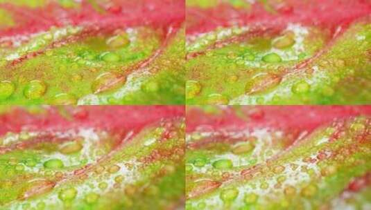 一段微距视频捕捉到了湿粉色绿叶上闪闪发光高清在线视频素材下载