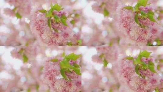 樱花盛开春天美丽的樱花高清在线视频素材下载