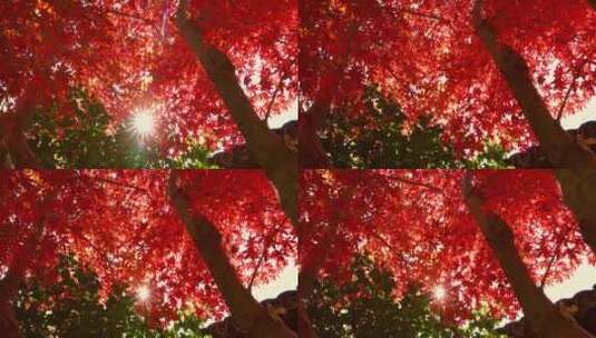 秋天阳光穿过树叶唯美红叶红枫光影高清在线视频素材下载