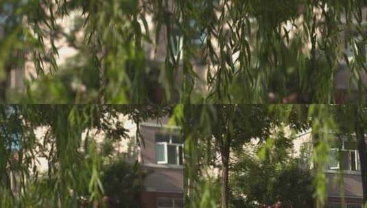 小区公园里垂落下来的柳枝柳叶高清在线视频素材下载
