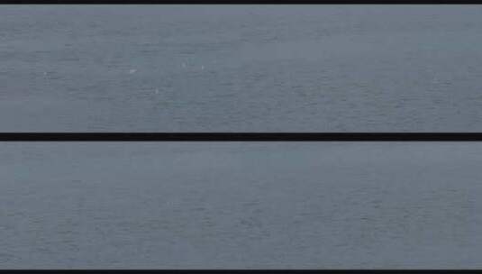 湖面上一群挥动翅膀自由飞翔的鸟儿高清在线视频素材下载