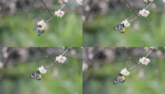 报喜斑粉蝶/蝴蝶在梅花上采蜜高清在线视频素材下载