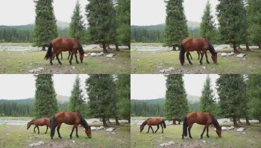 马儿吃草高清在线视频素材下载