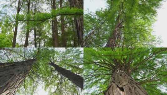 水杉树林高清在线视频素材下载