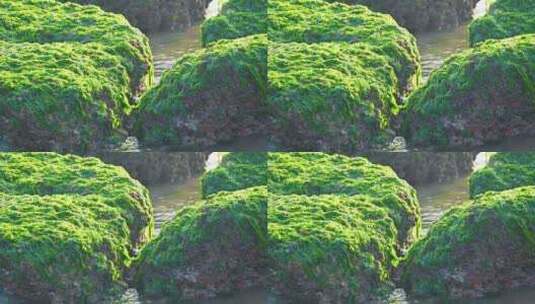 湛江海边退潮后的礁石海浪与绿色海草苔藓高清在线视频素材下载