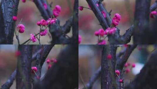 雪中梅花 雨中腊梅花 红色腊梅 1169高清在线视频素材下载