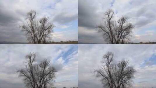 延时拍摄树木唯美空镜高清在线视频素材下载