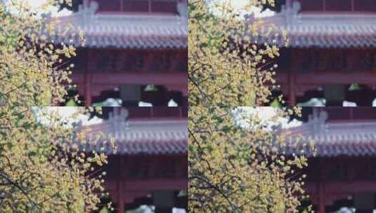 （慢镜头）杭州 古风 下雨天 屋檐 梅花高清在线视频素材下载