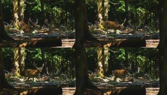 阳光洒在树林两只鹿悠闲休息高清在线视频素材下载
