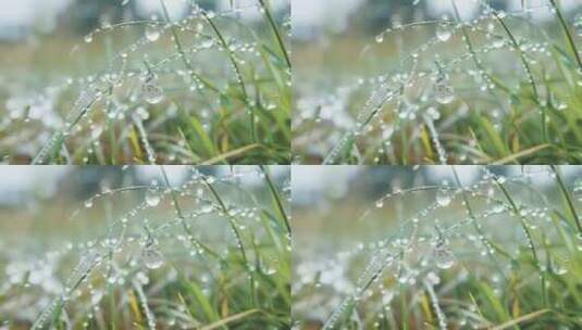 春天清晨小草挂着露珠高清在线视频素材下载