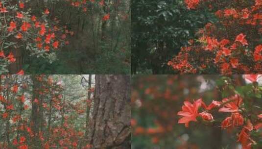 红色杜鹃花 | 森林高清在线视频素材下载