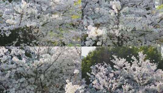 无锡金匮公园樱花航拍立体环绕视角高清在线视频素材下载