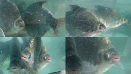 【多镜头】水下武昌鱼实拍高清在线视频素材下载