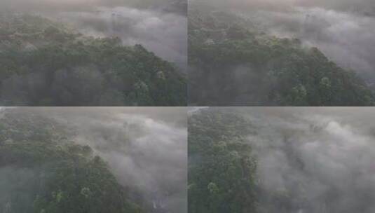 森林云雾 绿色自然 茶园云雾 唯美自然高清在线视频素材下载
