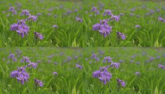 紫蝴蝶 花卉 紫色花朵高清在线视频素材下载