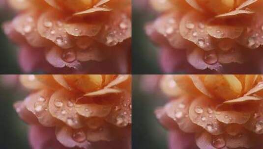 下雨天挂着雨滴的月季花特写高清在线视频素材下载