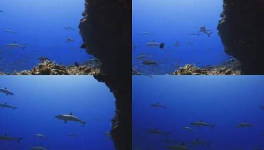 深海鲨鱼群高清在线视频素材下载