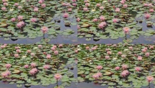 实拍池塘中的莲花1高清在线视频素材下载