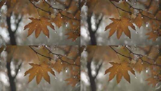 秋天的雨落在枯树叶上高清在线视频素材下载