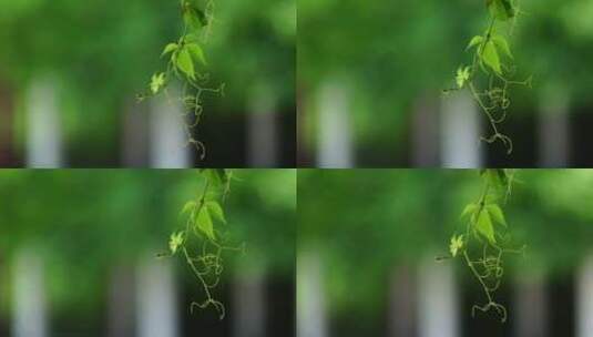 阳光森林树叶夏日自然大自然树林夏天高清在线视频素材下载