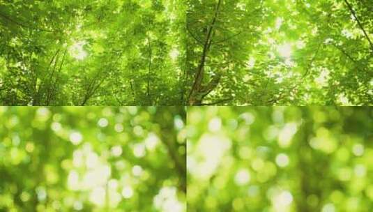树叶光斑 夏天树叶 树叶空景高清在线视频素材下载