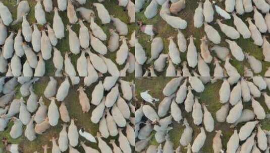 飞过一群在生态清洁的绿色草地上吃草的绵羊高清在线视频素材下载
