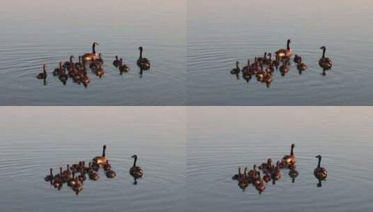 湖面上小鸭子一家在游泳高清在线视频素材下载