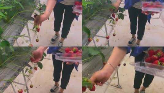 现代农业草莓种植高清在线视频素材下载
