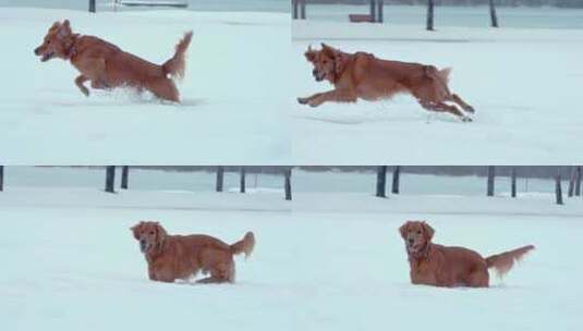 狗，金毛猎犬，玩耍，雪高清在线视频素材下载