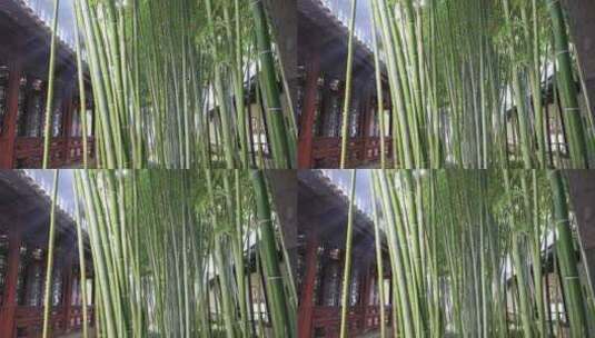 园林庭院竹林阳光禅意光影 苏州狮子林高清在线视频素材下载