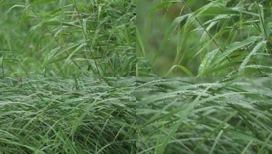 蒲草蒲棒小雨高清在线视频素材下载