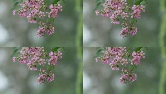 秋天雨后的紫薇花高清在线视频素材下载