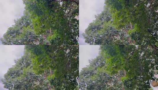 夏日树叶随风摆动高清在线视频素材下载
