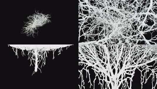 根生长与阿尔法通道 黑色背景高清在线视频素材下载