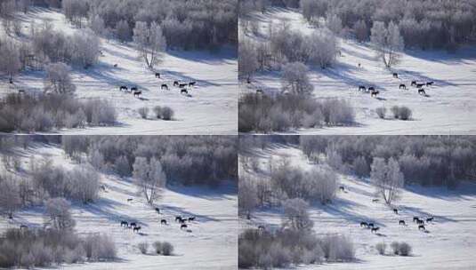 草原雪景高清在线视频素材下载