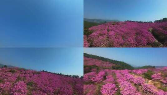 广东冬季最大面积紫花风铃花盛开航拍视频高清在线视频素材下载