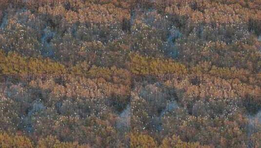 佛山市顺德伦教大涌水杉湿地候鸟白鹭群高清在线视频素材下载