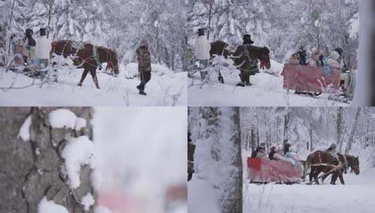 雪后松树挺立的冬日自然景象高清在线视频素材下载