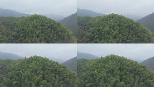 皖南山区大山中的葱郁的竹林景观高清在线视频素材下载