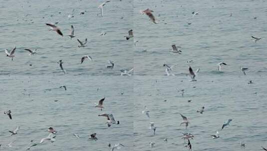 大海海面飞翔的海鸥高清在线视频素材下载