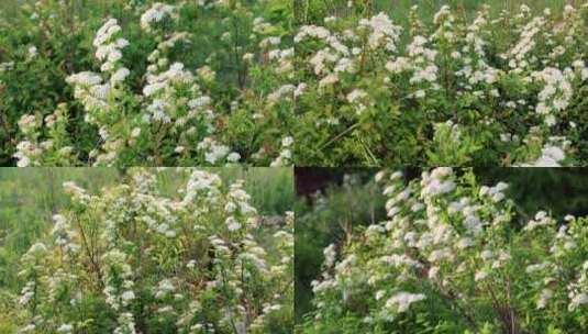 野生药用植物：珍珠梅高清在线视频素材下载