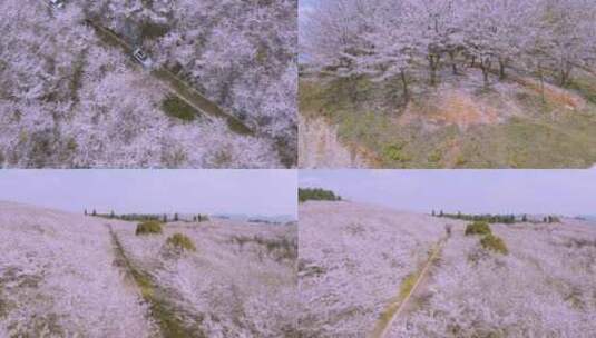贵州平坝樱花园 城市景区航拍4k高清在线视频素材下载