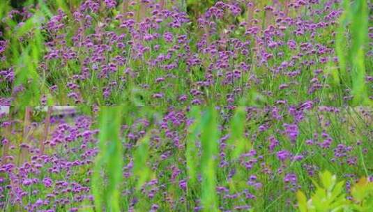 马鞭草 小紫花 紫色花朵高清在线视频素材下载