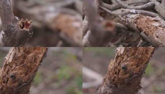 l1汕尾海丰红树林树枝细节高清在线视频素材下载