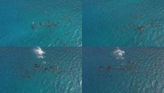 俯瞰航拍一群海豚在海洋表面游泳高清在线视频素材下载