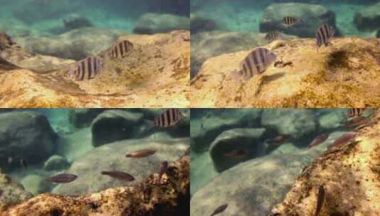 水下的鱼高清在线视频素材下载